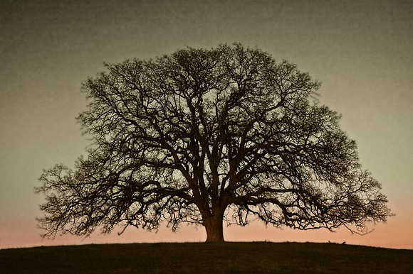 Majestic Oak