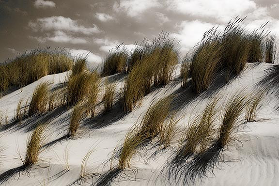 Dune Grass