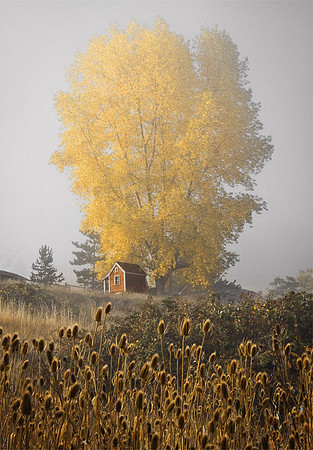 Yellow Tree and Teasel