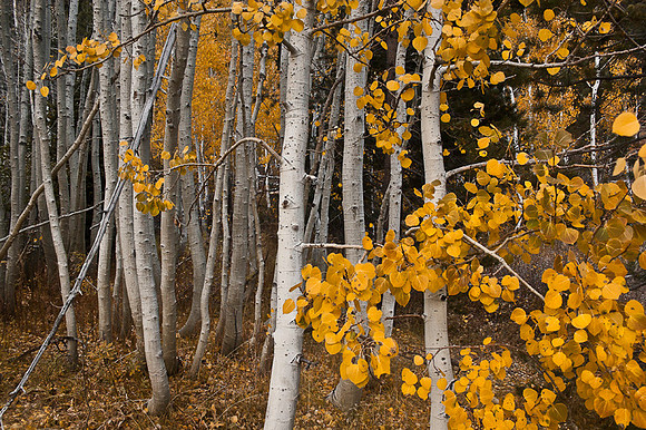 Aspen Allure
