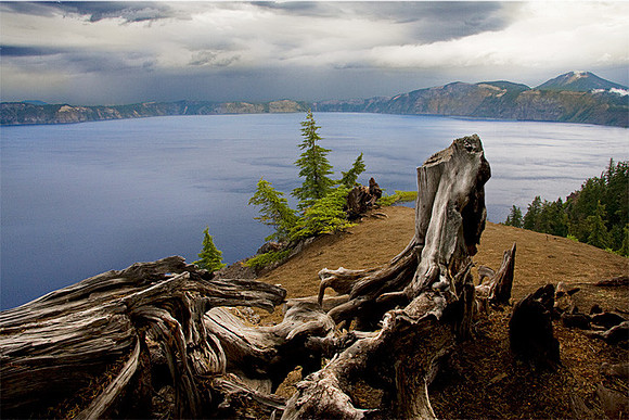 Stumps at Crater Lake