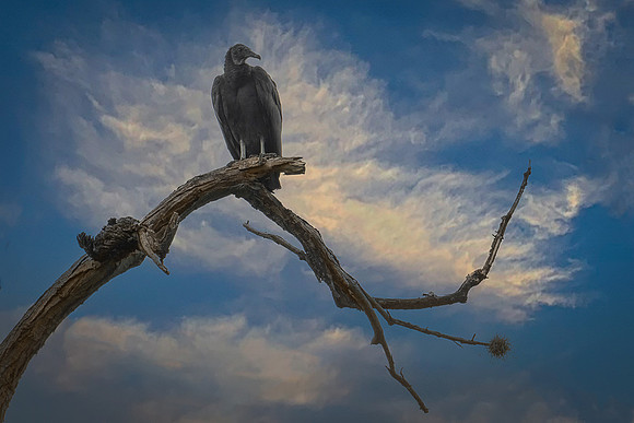Local Vulture