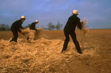 Haybedding