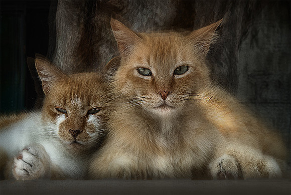 Street Cats 2