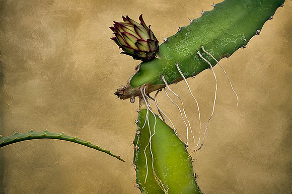 Cactus Bud