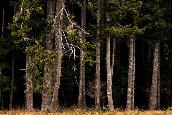 Forest's Edge