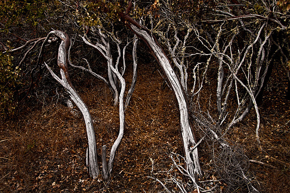 Manzanita Dance