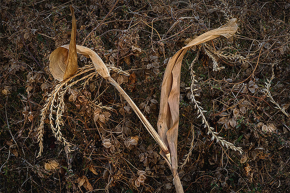 Cornstalk Remains