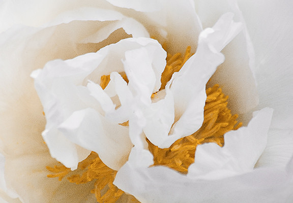White Peony