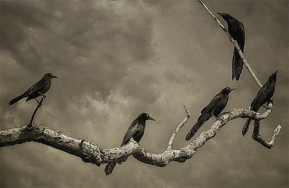 Grackle Gathering