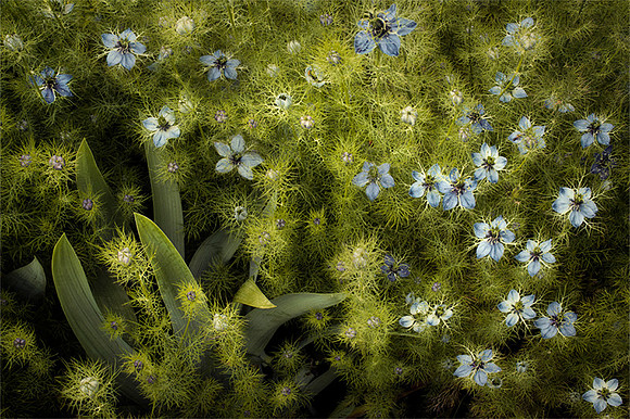 Shadow Garden