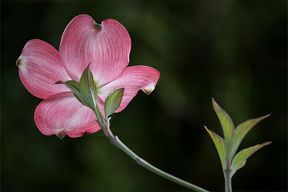 Pink Dogwood