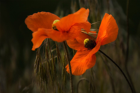 Wild Poppies II
