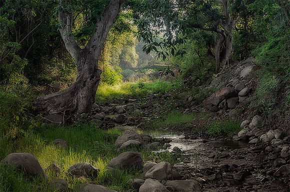 A Rill Runs Through It