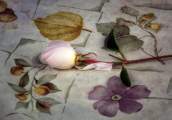 Table Cloth Rose