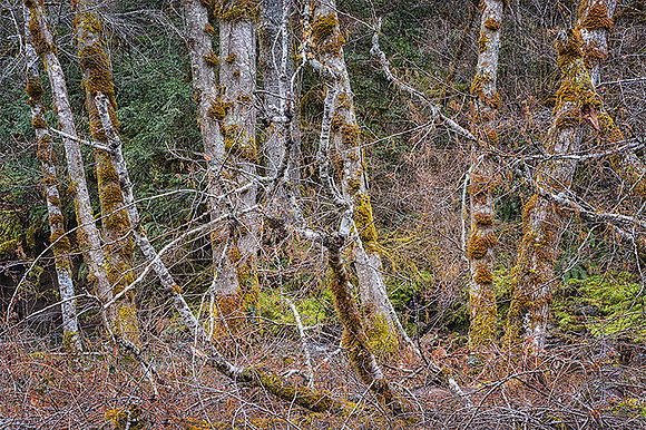Ashland Woodland