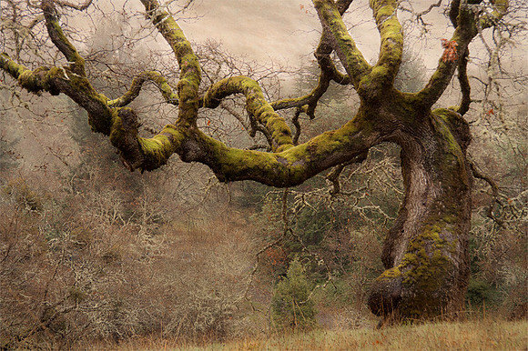 Dark Hollow Oak