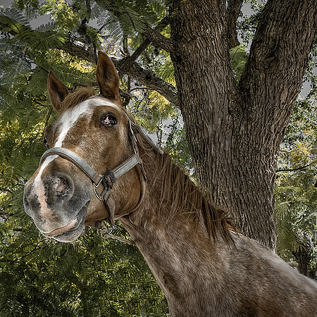 Horse Sighting