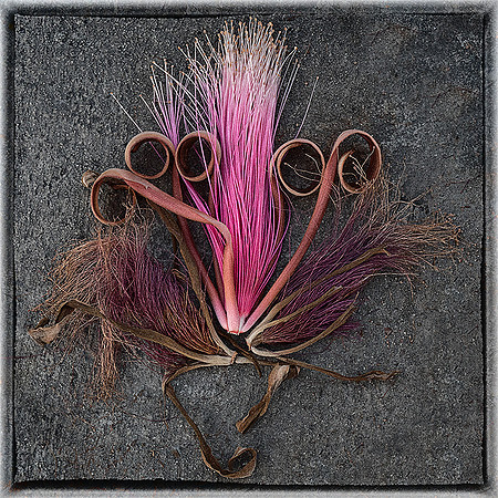 Fallen Blossom 1
