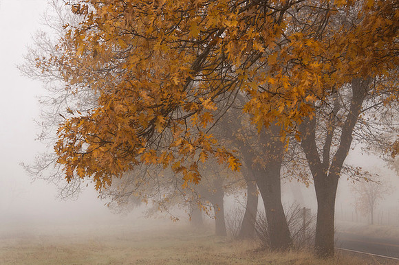 Fog in Fall