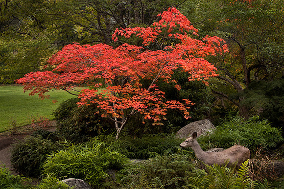 Enchanted Garden