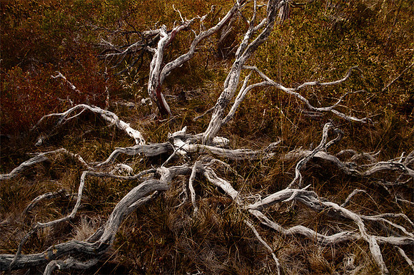 Manzanita Ballet