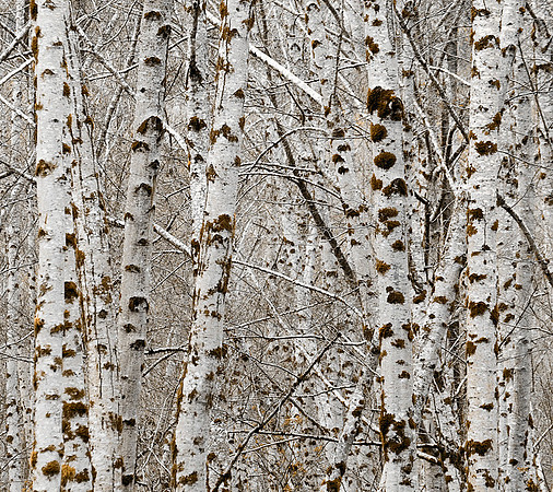Paper Birches