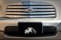 Dog Plate