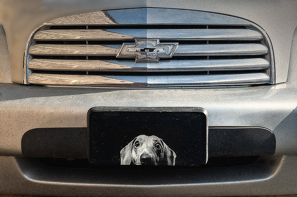Dog Plate