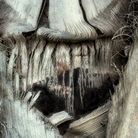 Palm Trunk Texture