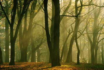 Sedgely Woods