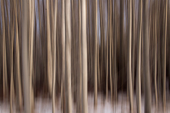 Aspens in Winter