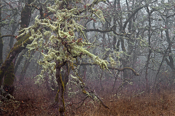Lichen Laden Oak
