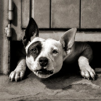 Peering Perro