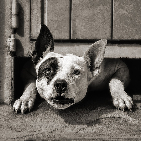 Peering Perro