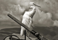 Egret On Board