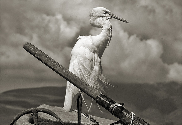 Egret On Board