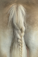 Tail End