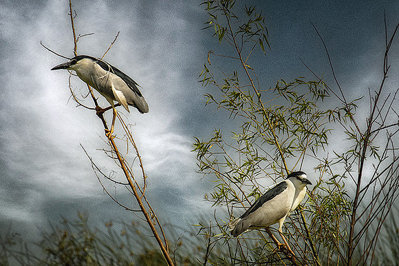 Black-Crowned Night Heron