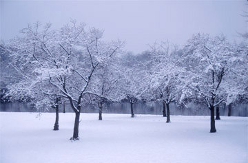 Snowy Trees by River