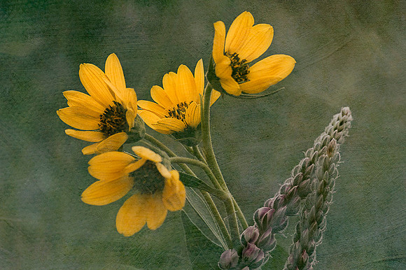 Joy of Spring