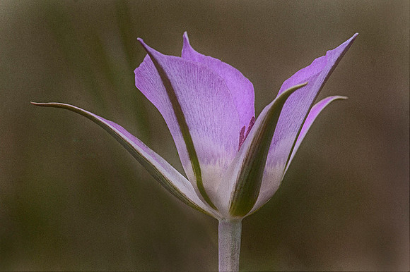 Lavender Wildflower