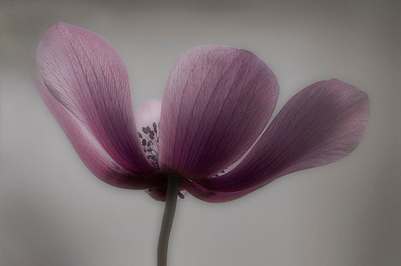 Muted Flower