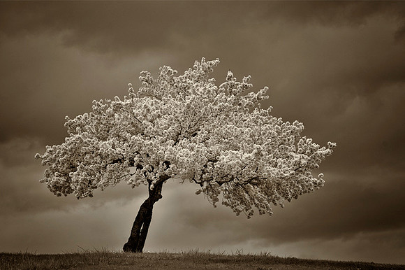 Sepia Cherry