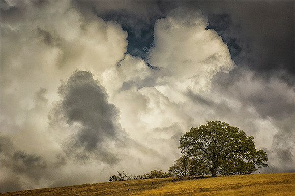 Oak's Embrace
