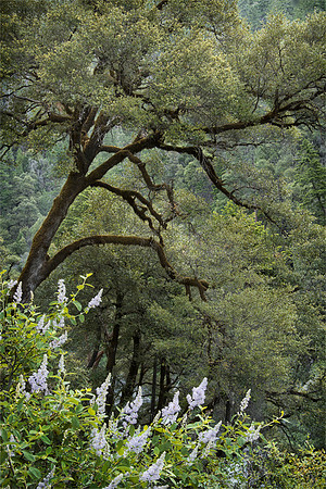 Spring Forest