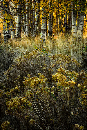 Wood River Morning
