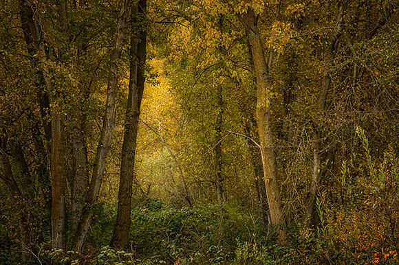Bear Creek Forest