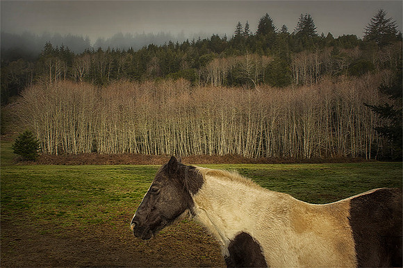 Winchuck Pastoral