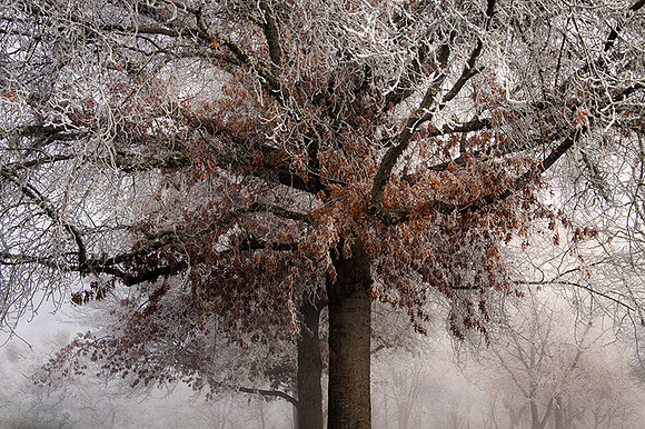 Winter's Arrival